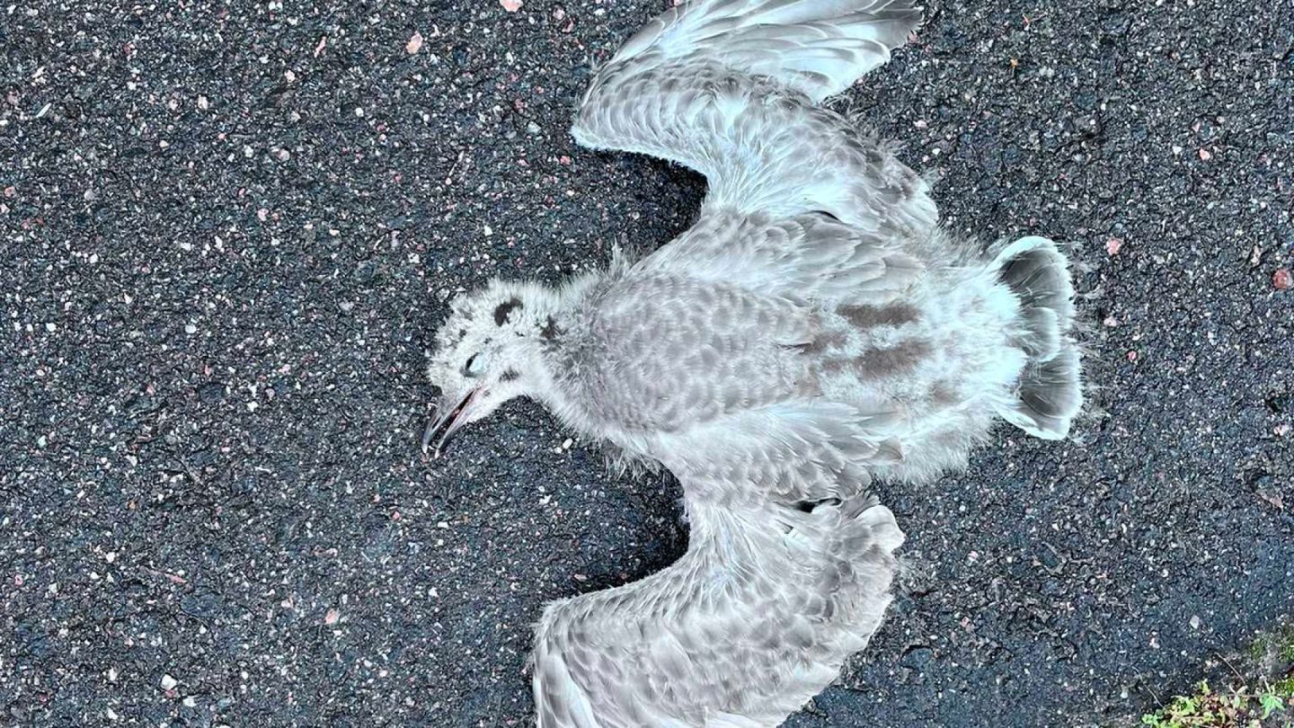 Järvenpää | Nature photographer: Worker drove gull chicks to their deaths, maintenance company denies allegations