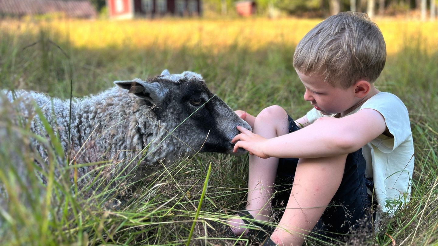 Summer Holiday: We Paid 590 Euros for a Vacation of Carrying Water and Chasing Sheep