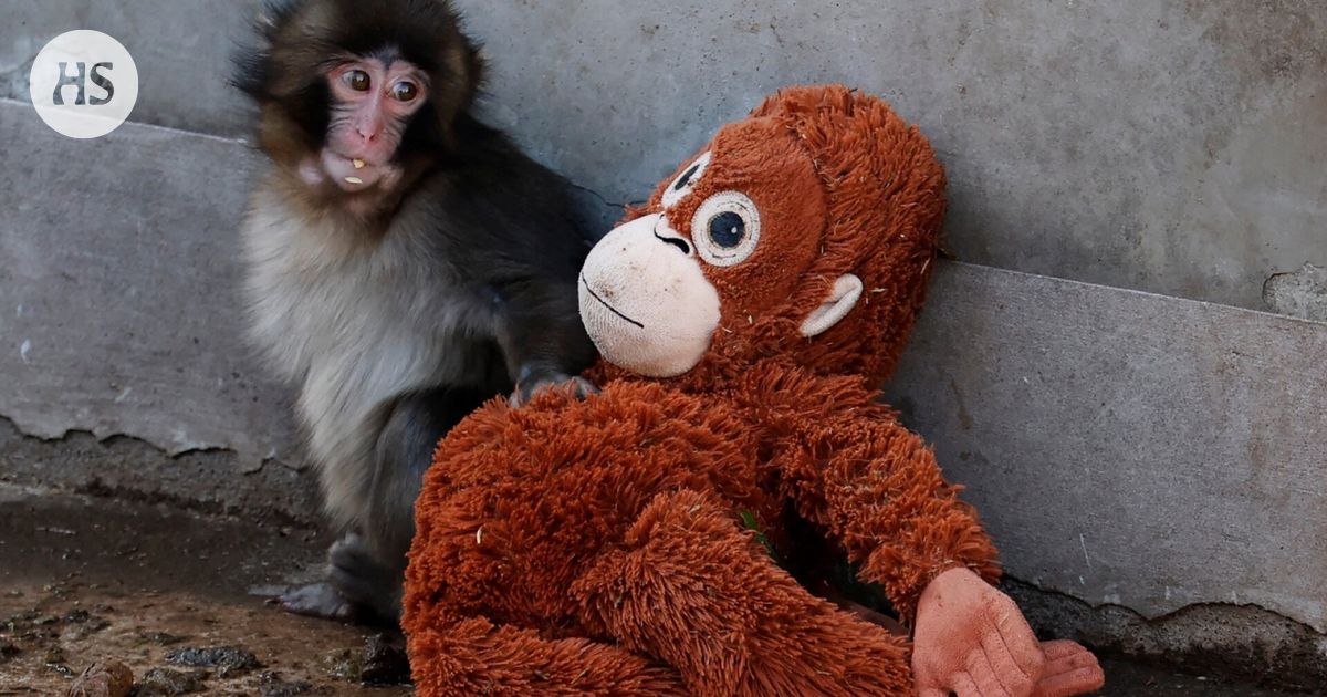 Hylj&auml;tty apina&shy;vauva sai osakseen suurta my&ouml;t&auml;&shy;tuntoa