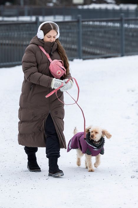 Nimestään huolimatta villakoirilla ei ole turkissaan pohjavillaa, joten vaatetta on syytä pistää päälle heti säiden viiletessä. Miia Rimpiläisen Liinu-koira käyttää kesälläkin sadekeleillä ohutta takkia.