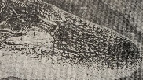 Alligaattori Hannibal on kovin seurallinen ja kaipaa ihmisten huomiota. Se seisookin altaassaan tyytyväisenä ja liikkumattomana, ettei säikyttäisi ihmisystäviään pois. Uutinen julkaistu Aamulehdessä 28.11.1975.