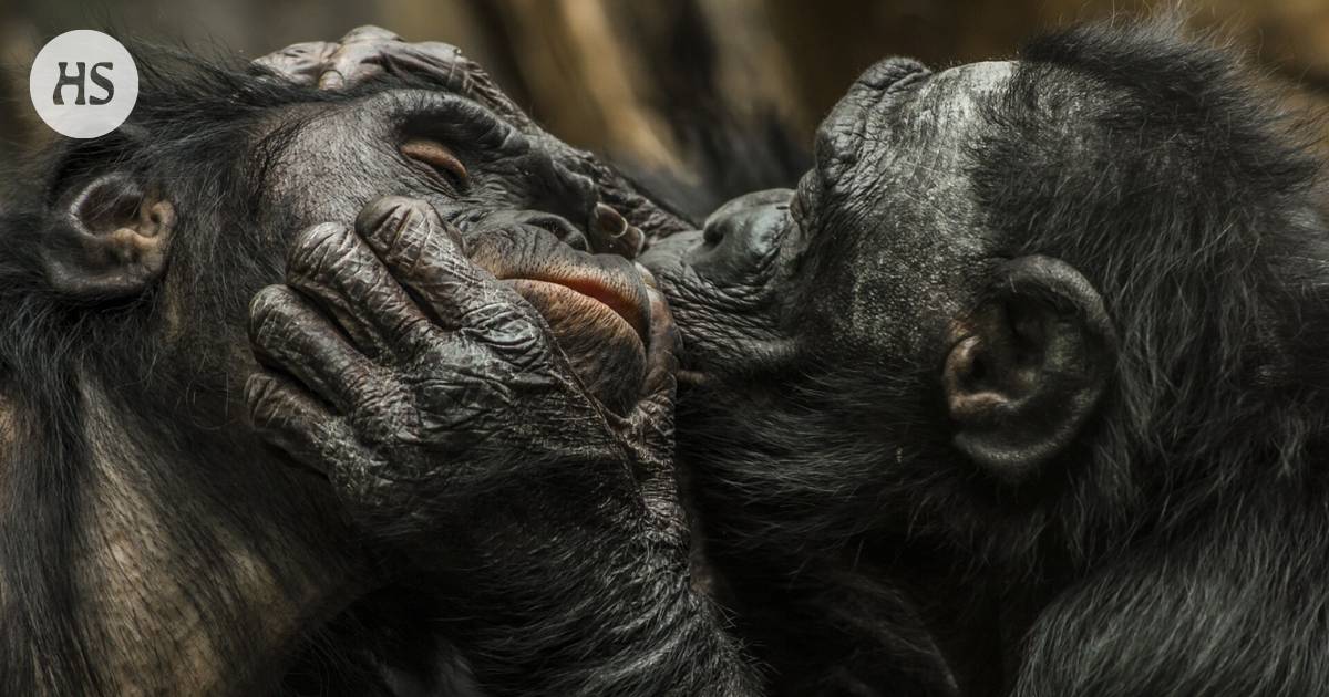 Researcher: Kissing was originally used to remove lice and parasites from the hair of a nearby monkey