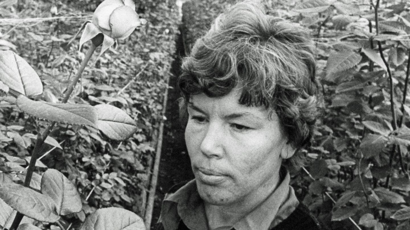 HS 50 vuotta sitten 14.10.1976 | Puutarhan lämmitys kaasulla alkaa Kymissä