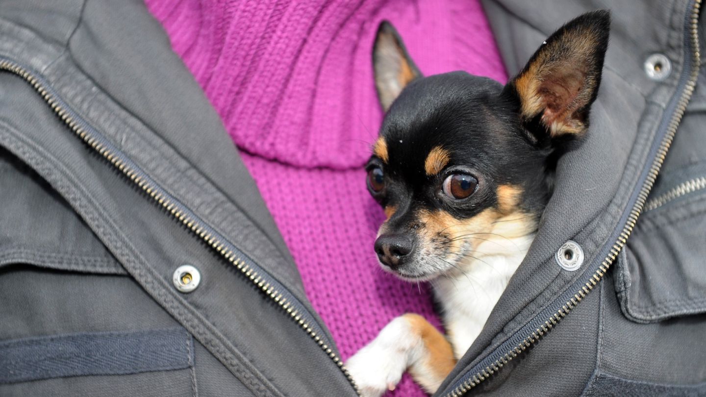 Sweden's Social Democrats propose banning gang members from owning dogs