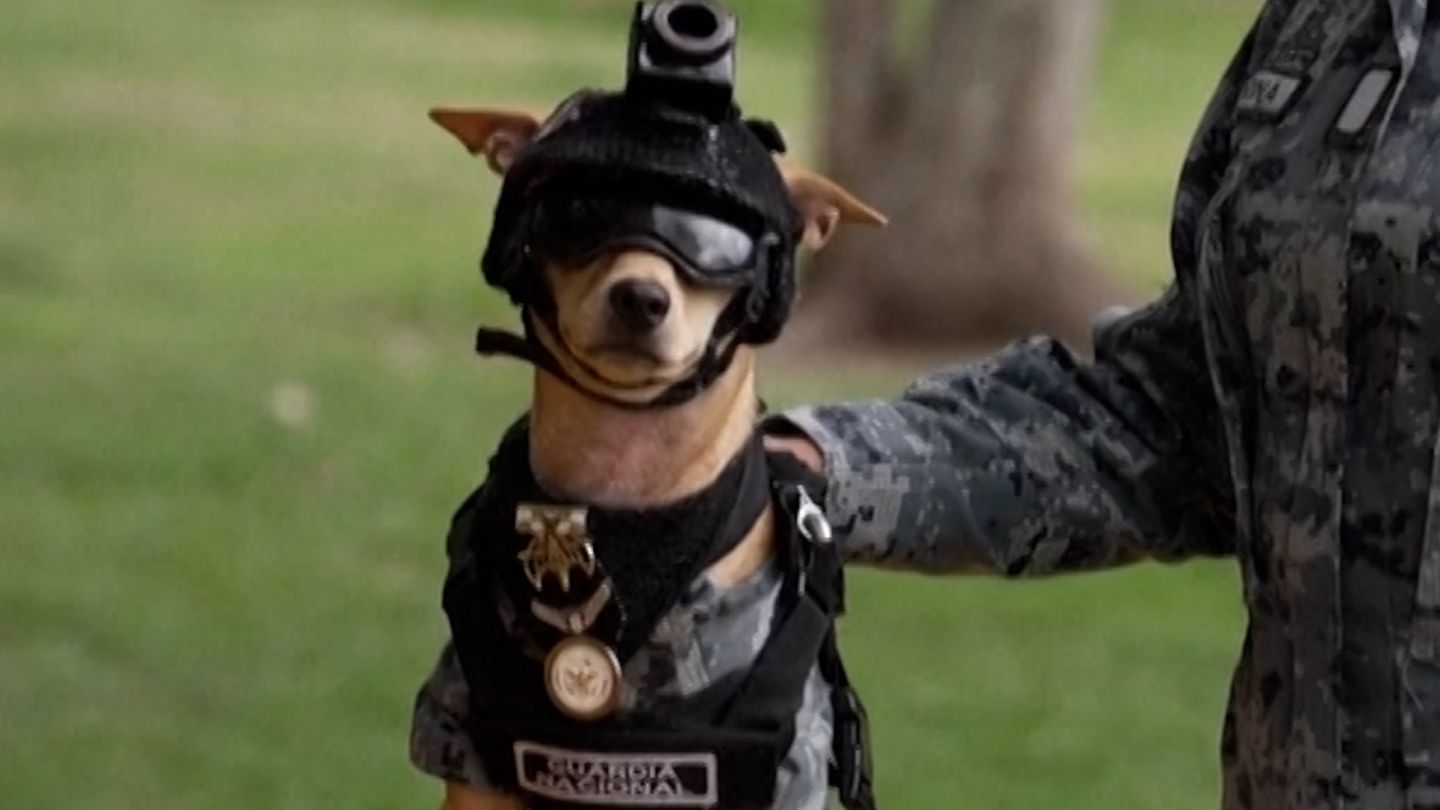 7-kiloinen chihuahua on Meksikon kansallis­­kaartin uusi vahvistus
