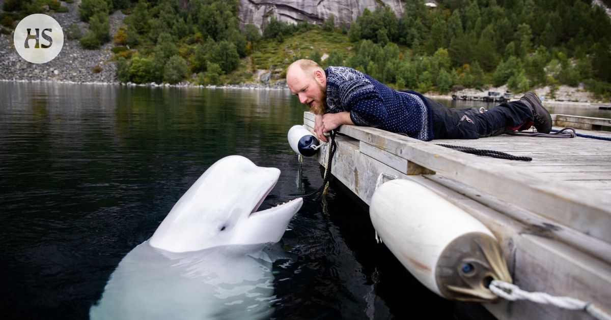 Kuuluisa Maitovalas Hvaldimir On L ytynyt Kuolleena HS fi kuuluisa-maitovalas-hvaldimir-on-l-ytynyt-kuolleena-hs-fi