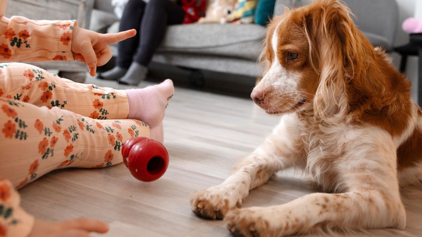 Nevarnost psov za otroke: Strokovnjaki opozarjajo na nujnost nadzora in preprečevanja ugrizov