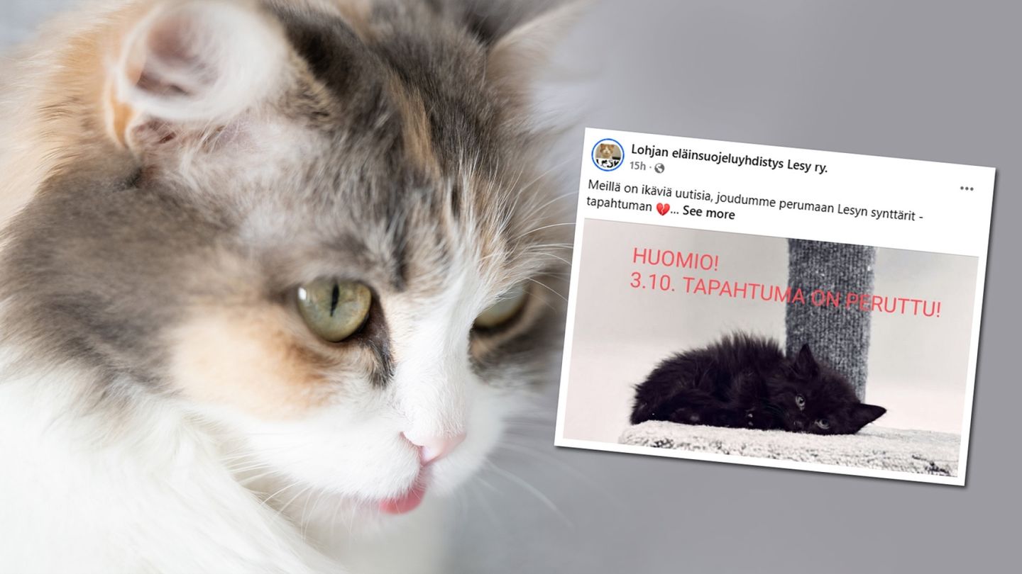Outo tauti tappaa kissanpentuja Lohjalla