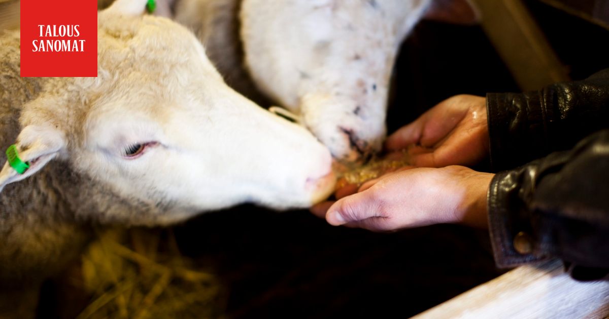 Helsinki myi Haltialan kotieläintilan – tällaisia uudistuksia luvassa